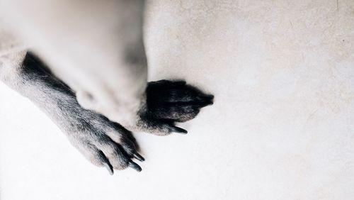 Low section of man with horse