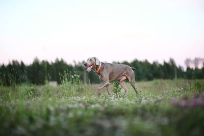 Dog running on field