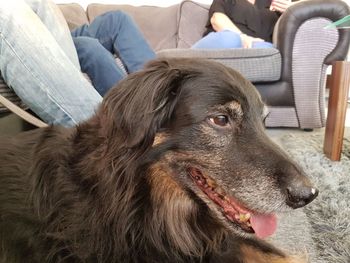 Close-up portrait of dog sitting on sofa at home