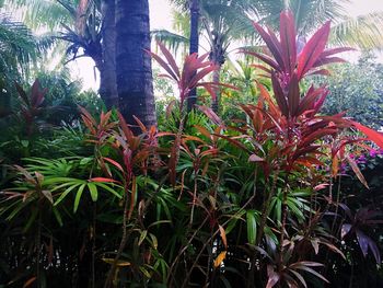 Palm trees against plants