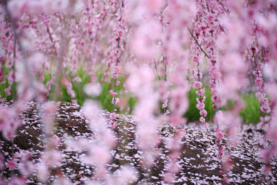 Close-up of pink flowering plant