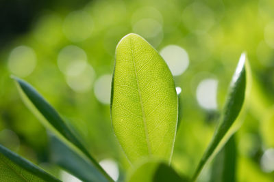 Close-up of fresh green plant