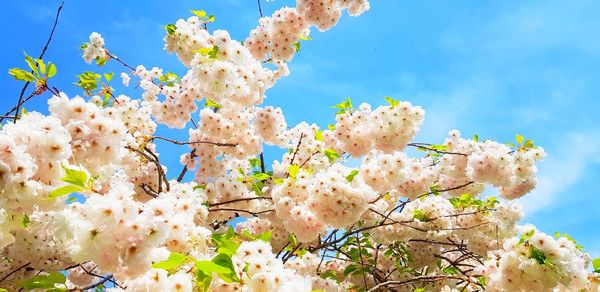 Low angle view of cherry blossoms against sky,look up view of flower