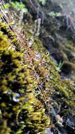 Close-up of lizard on plant