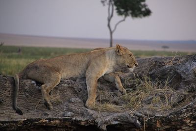 Lion against sky