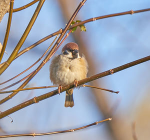 Low angle view of bird perching on branch