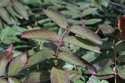 Close-up of green leaves