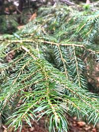 Close-up of pine tree