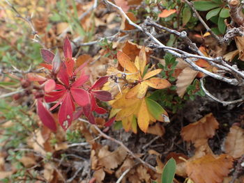 Close-up of maple leaves