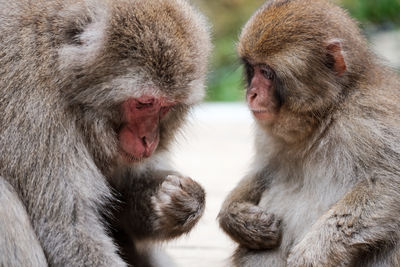 Close-up of a monkey