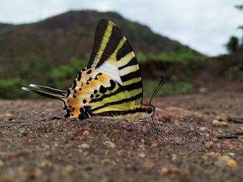 Close-up of butterfly on land