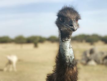 Close-up portrait of ostrich against sky