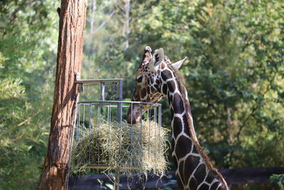 View of giraffe in forest