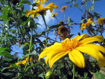 Low angle view of honey bee on sunflower against sky