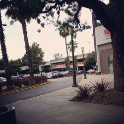 tree