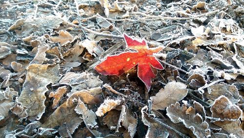 Close-up of red leaf