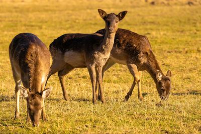 Deer grazing on field