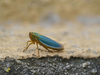Close-up of insect on rock