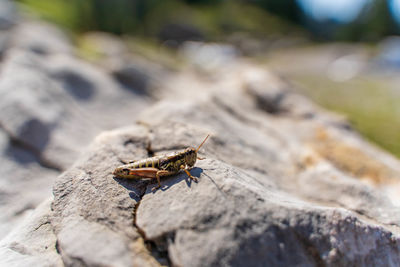 Close-up of insect on rock