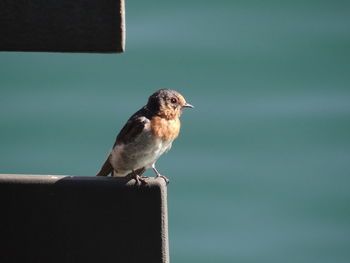 Close-up of bird perching