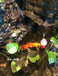 High angle view of koi carps swimming in water