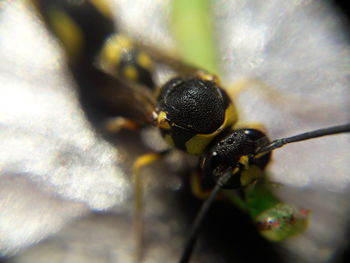 Close-up of insect on leaf