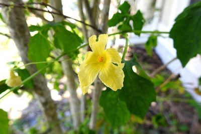 Close-up of yellow flower blooming on tree