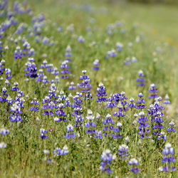 Close-up of purple flowering plants on field