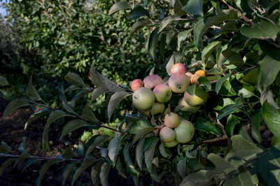 Apples growing on tree