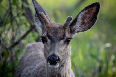 Close-up portrait of deer