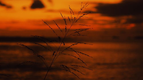 Close-up of silhouette plant against orange sky