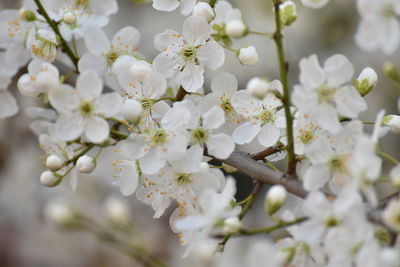 Close-up of white cherry blossoms in spring