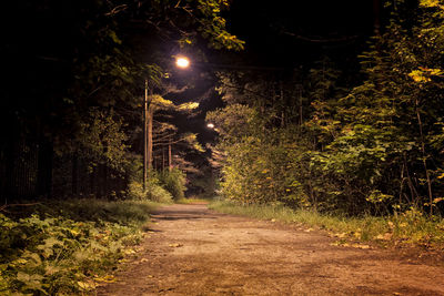 Illuminated trees at night