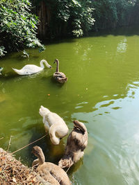 High angle view of duck swimming on lake