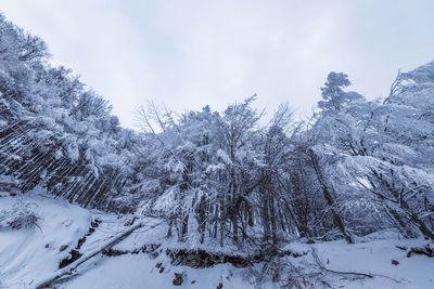 Winter landscape of the mountain.