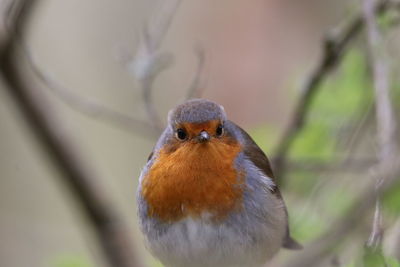 Close-up of small bird perching on branch