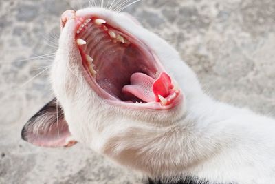 Close-up of cat yawning