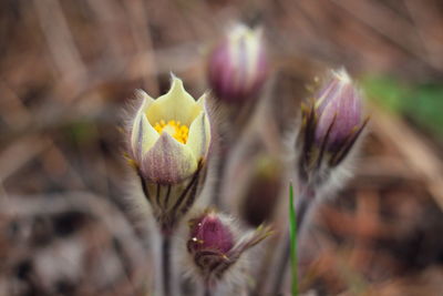 Close-up of flowering plant