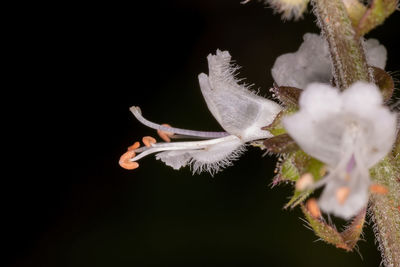 Close-up of white flowering plant against black background