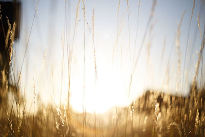 Close-up of stalks in field against sky