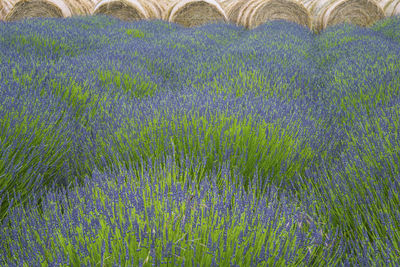 Full frame shot of flowering plants growing on field