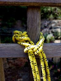 Close-up of yellow insect on wooden fence