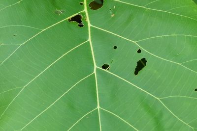 High angle view of insect on leaf