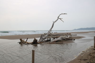 Driftwood on beach against sky