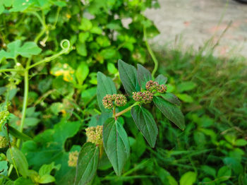 Close-up of insect on plant