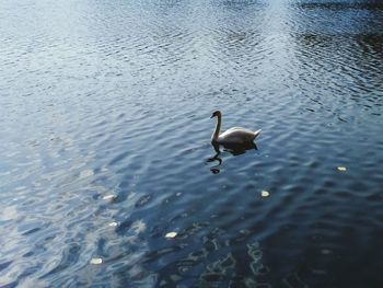 High angle view of swans swimming on lake