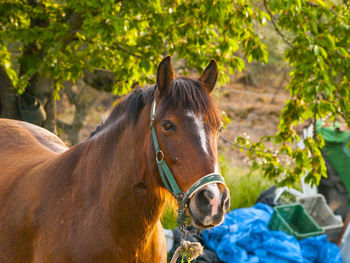 Close-up of horse