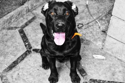 Portrait of black dog sitting outdoors