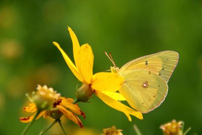 Close-up of butterfly pollinating on yellow flower