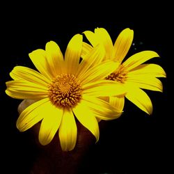 Close-up of yellow flower blooming against black background